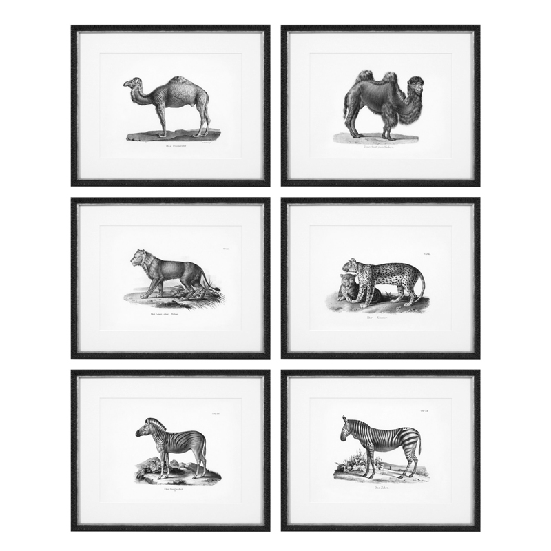 Комплект постеров Eichholtz Prints Historical Animals set of 6 Черный Черно-белый Комплект постеров Eichholtz Prints Historical Animals set of 6 Черный Черно-белый в Брянске | Loft Concept