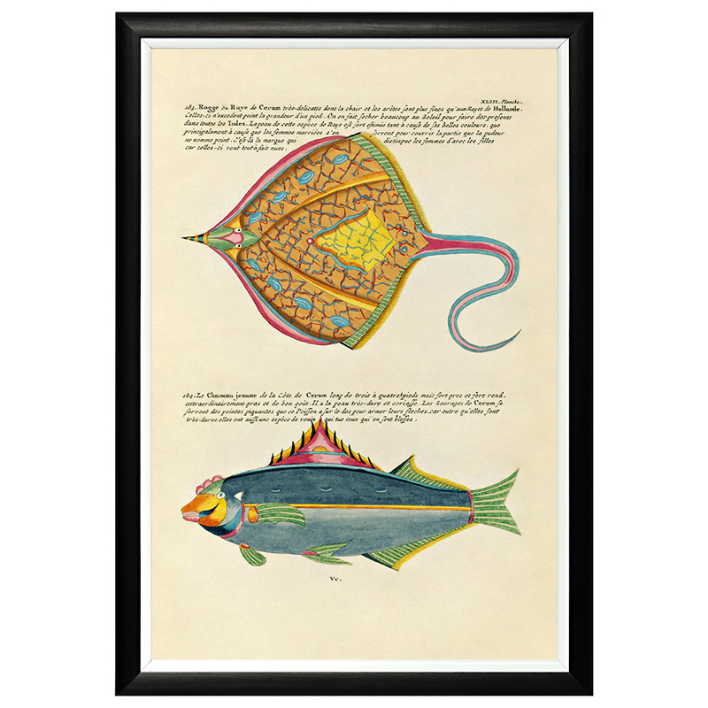 Постер в черной раме Fish Guide 25 Мульти Черный Постер в черной раме Fish Guide 25 Мульти Черный в Брянске | Loft Concept
