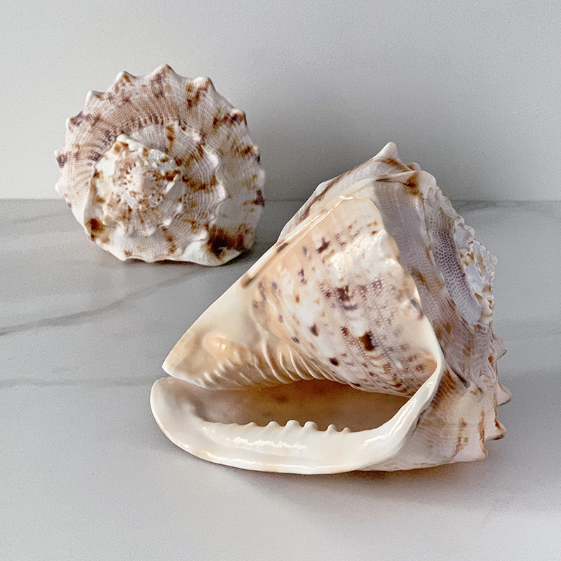 Статуэтка Cassis Cornuta Shell Статуэтка Cassis Cornuta Shell в Брянске | Loft Concept