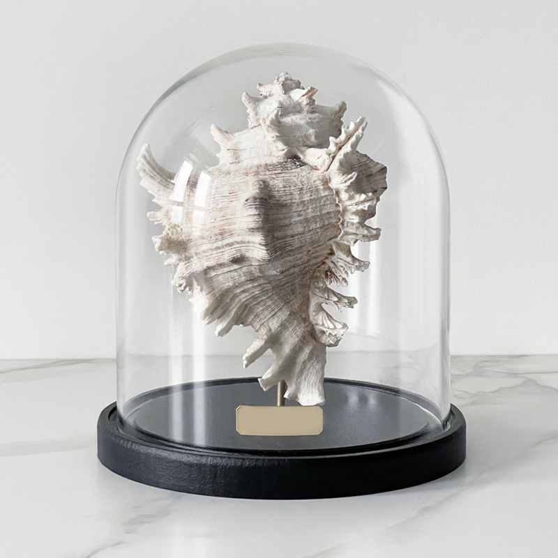 Статуэтка Murex Ramosus Glass Cloche Статуэтка Murex Ramosus Glass Cloche в Брянске | Loft Concept