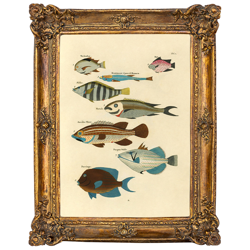 Постер Fish Species в багетной раме Мульти Золотой Постер Fish Species в багетной раме Мульти Золотой в Брянске | Loft Concept