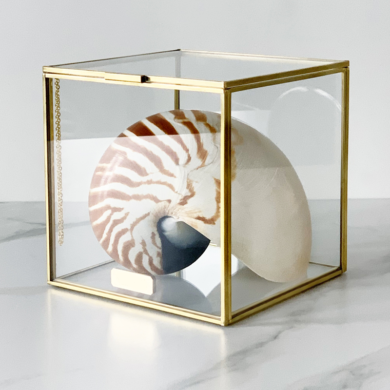 Статуэтка Nautilus Pompilius Glass Box M  в Брянске | Loft Concept 