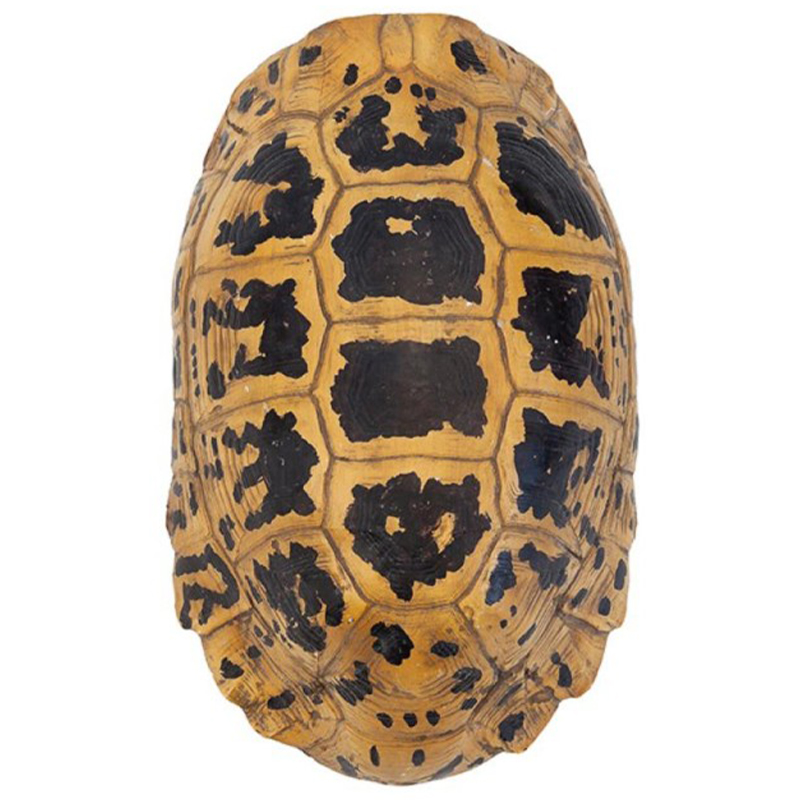 Аксессуар Turtle Hermanni Shell Коричневый Желтый в Брянске | Loft Concept 