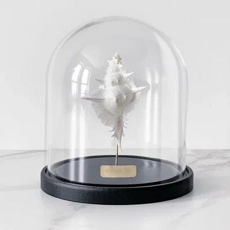 Статуэтка Murex Alabaster Glass Cloche Статуэтка Murex Alabaster Glass Cloche в Брянске | Loft Concept