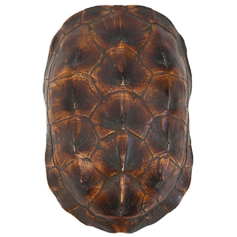 Аксессуар Turtle Shell Natural Brown Коричневый Аксессуар Turtle Shell Natural Brown Коричневый в Брянске | Loft Concept