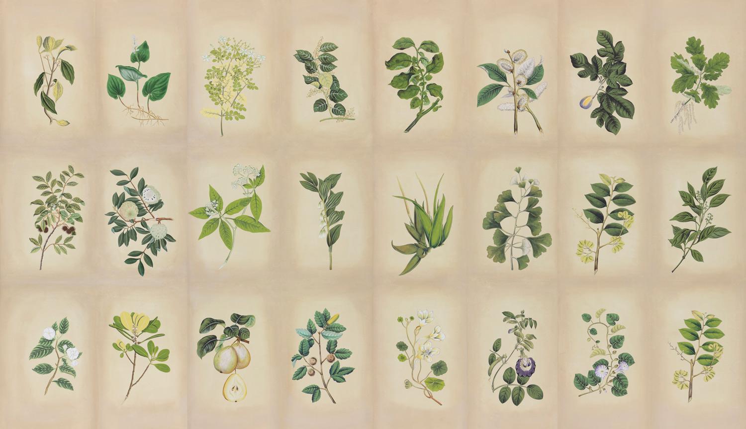 Обои ручная роспись Botanical Studies Linnaeus colourway Обои ручная роспись Botanical Studies Linnaeus colourway - постер Loft-Concept в Брянске