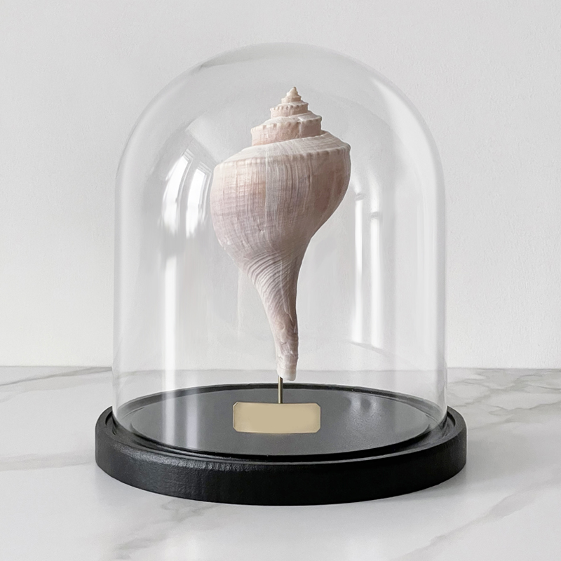 Статуэтка Busycon Canaliculatus Glass Cloche Статуэтка Busycon Canaliculatus Glass Cloche в Брянске | Loft Concept
