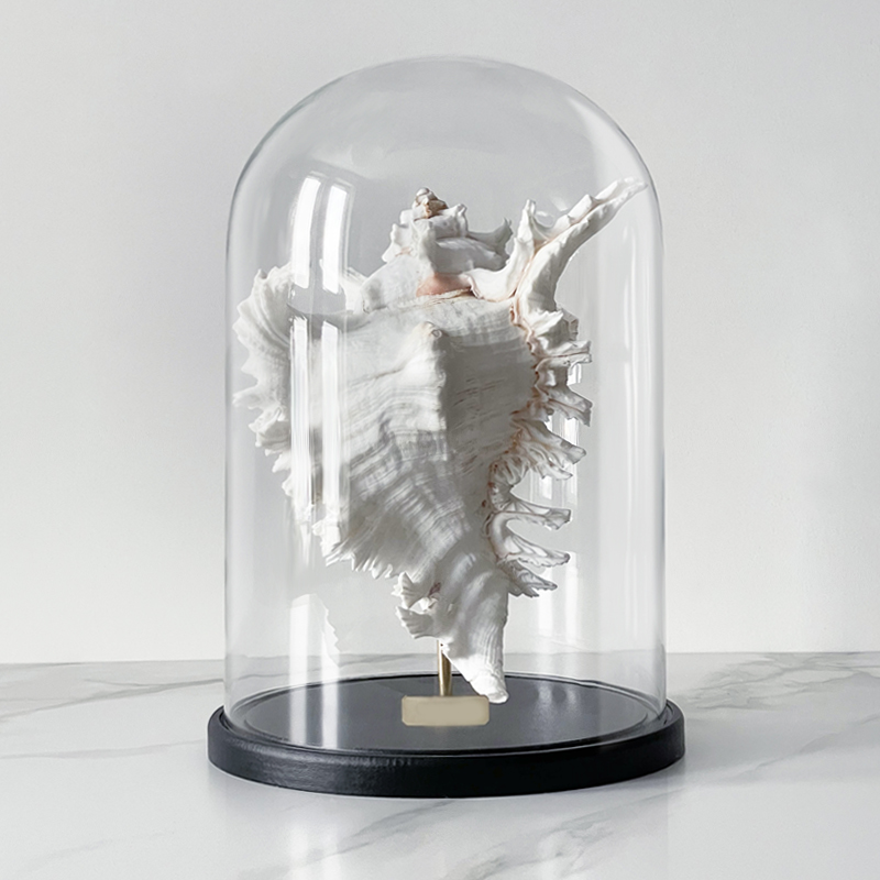 Статуэтка Murex Ramosus Glass Cloche XL Статуэтка Murex Ramosus Glass Cloche XL в Брянске | Loft Concept