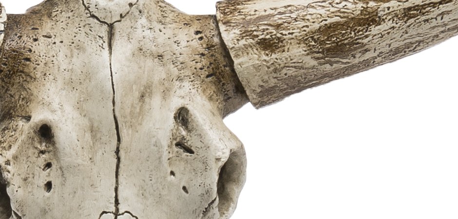Череп быка Bull Skull Череп быка Bull Skull - Loft-Concept в Брянске