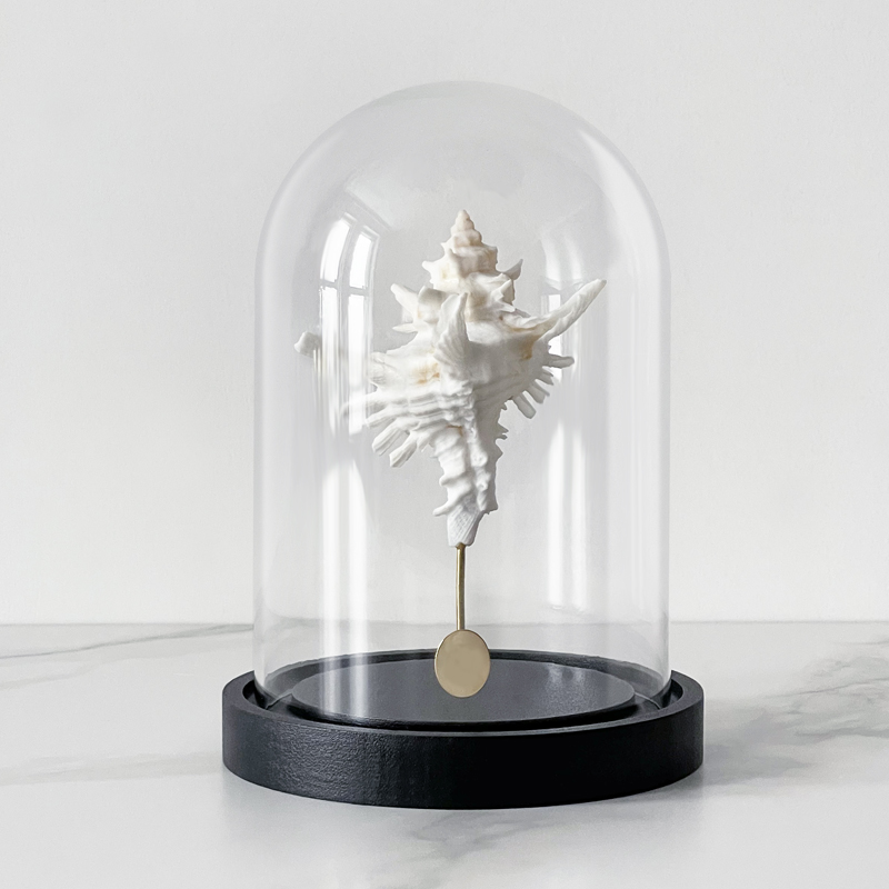 Статуэтка Murex Saharicus Glass Cloche Статуэтка Murex Saharicus Glass Cloche в Брянске | Loft Concept