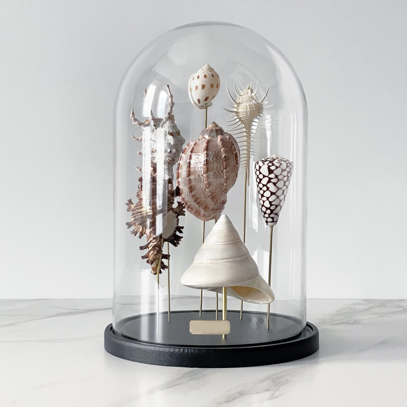 Статуэтка Shell Collection Glass Cloche 2 Статуэтка Shell Collection Glass Cloche 2 в Брянске | Loft Concept