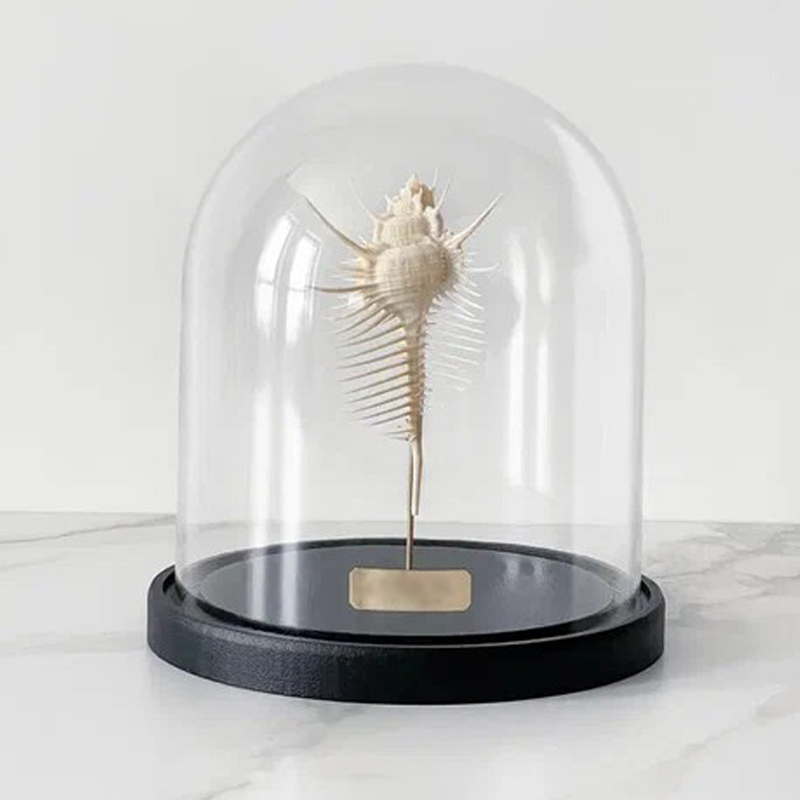 Статуэтка Murex Pecten Glass Cloche Статуэтка Murex Pecten Glass Cloche в Брянске | Loft Concept