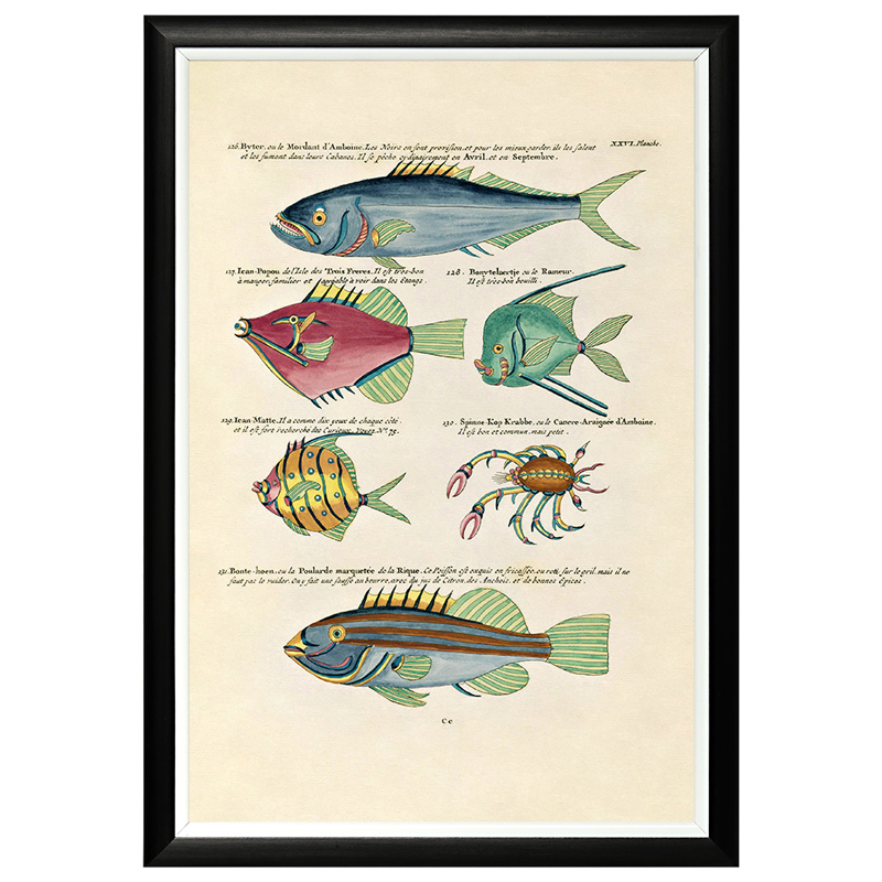 Постер в черной раме Fish Guide 15 Мульти Черный в Брянске | Loft Concept 