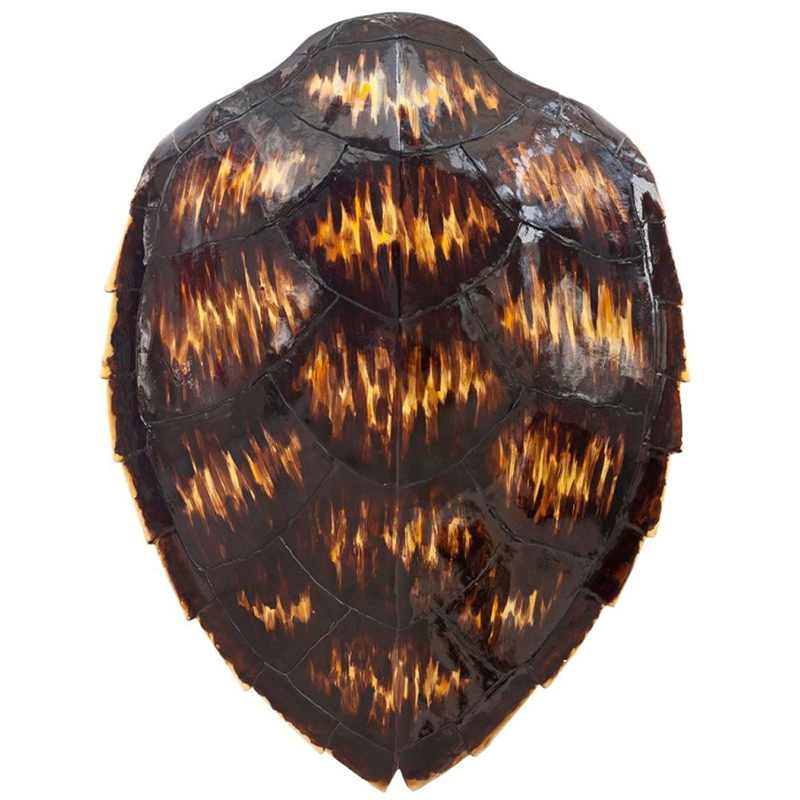 Аксессуар Turtle Shell Motley Natural Коричневый Желтый Аксессуар Turtle Shell Motley Natural Коричневый Желтый в Брянске | Loft Concept