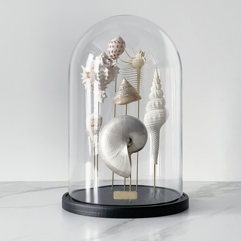 Статуэтка Shell Collection Glass Cloche 1 Статуэтка Shell Collection Glass Cloche 1 в Брянске | Loft Concept
