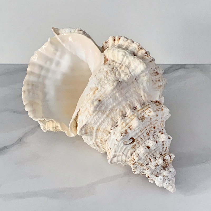 Статуэтка Bursa Bubo Shell Статуэтка Bursa Bubo Shell в Брянске | Loft Concept