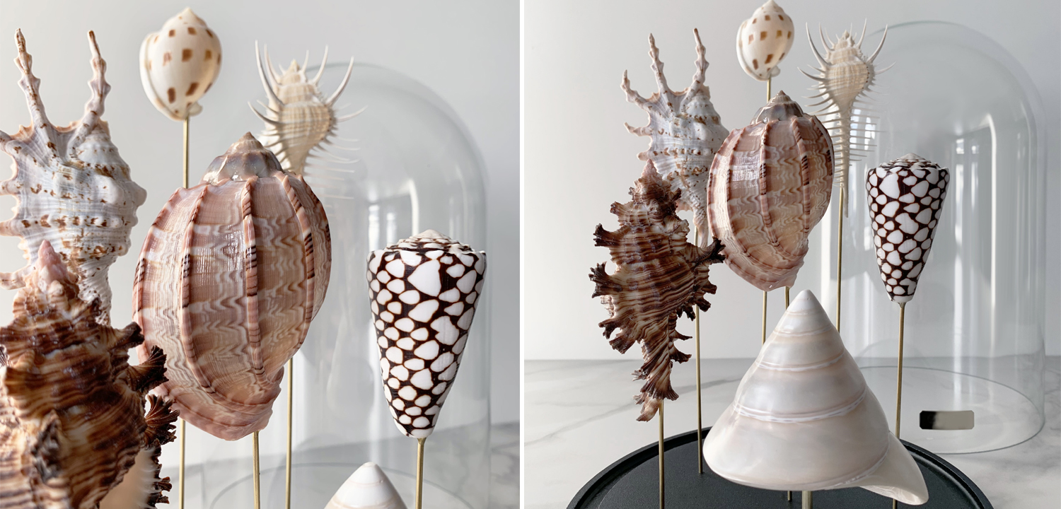 Статуэтка Shell Collection Glass Cloche 2 - фото