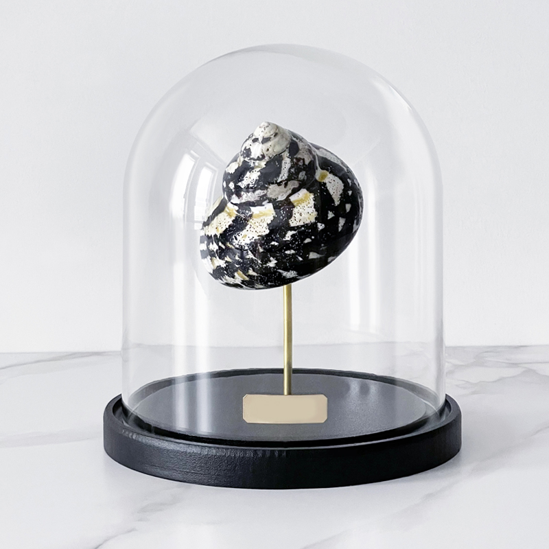 Статуэтка Turbo Cittarium Pica Glass Cloche Статуэтка Turbo Cittarium Pica Glass Cloche в Брянске | Loft Concept