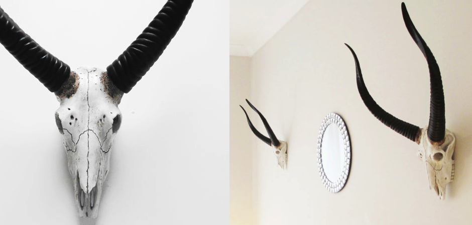 Череп антилопы с черными рогами - Loft-Concept в Брянске