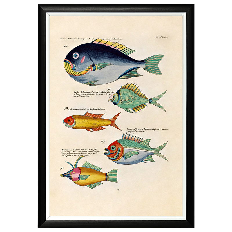 Постер в черной раме Fish Guide 12 Мульти Черный Постер в черной раме Fish Guide 12 Мульти Черный в Брянске | Loft Concept