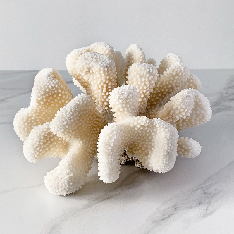 Статуэтка White Cauliflower Coral Статуэтка White Cauliflower Coral в Брянске | Loft Concept