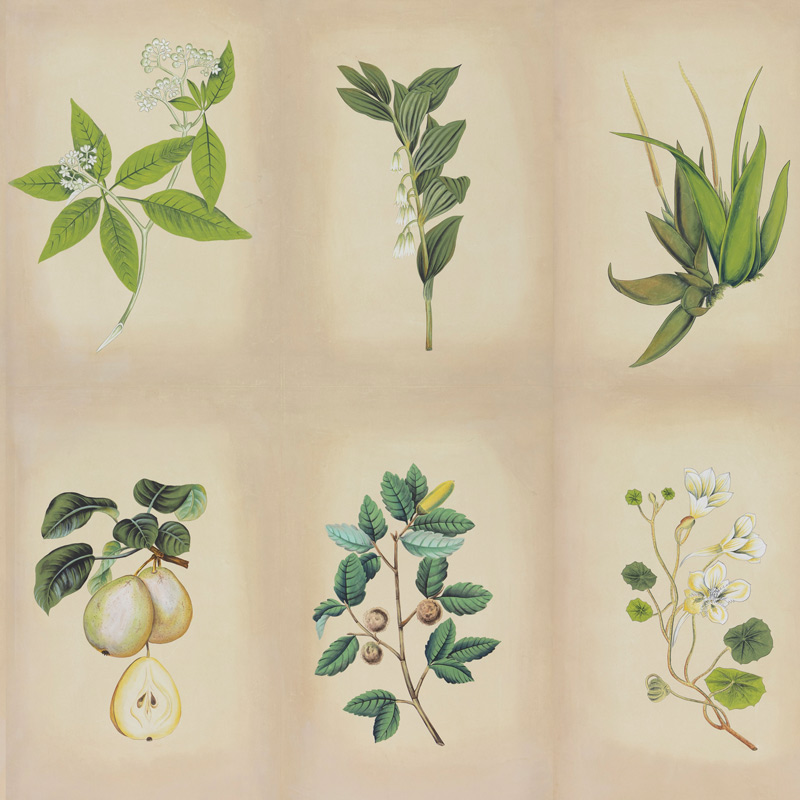 Обои ручная роспись Botanical Studies Linnaeus colourway Обои ручная роспись Botanical Studies Linnaeus colourway в Брянске | Loft Concept