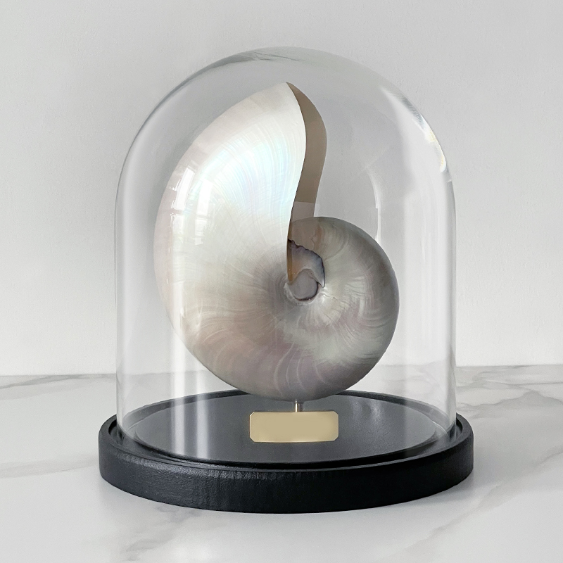 Статуэтка Nautilus Pompilius Nacre Glass Cloche Статуэтка Nautilus Pompilius Nacre Glass Cloche в Брянске | Loft Concept