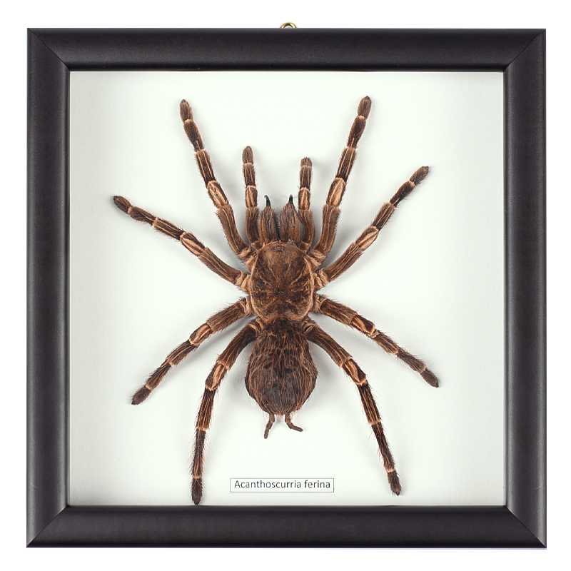 Аксессуар на стену Паук Acanthoscurria Ferina Коричневый Белый Черный Аксессуар на стену Паук Acanthoscurria Ferina Коричневый Белый Черный в Брянске | Loft Concept