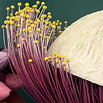 Статуэтка фантастический фрукт Exotic Tropical Fruit orange and white 67 варинант исполнения - 2 | Loft Concept в Брянске