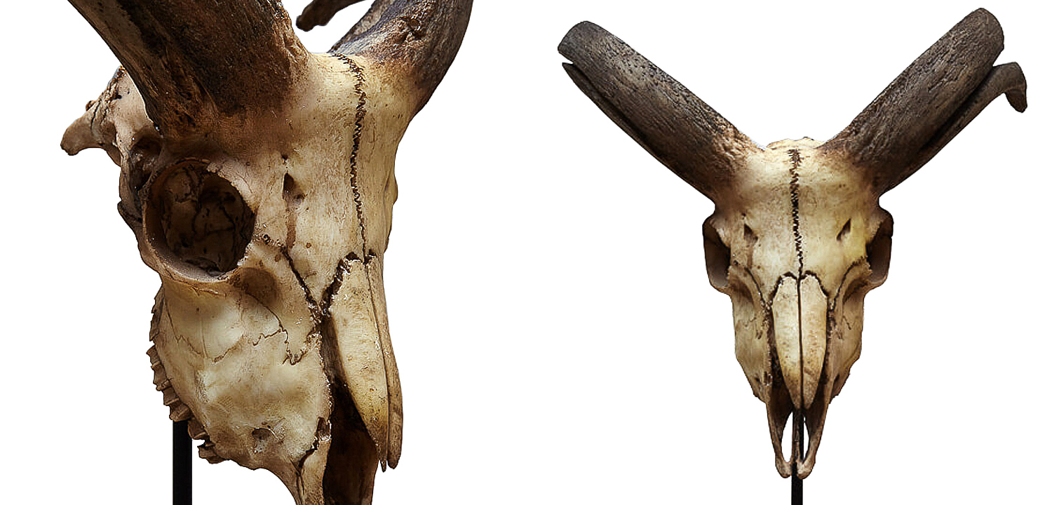 Аксессуар Goat Skull Аксессуар Goat Skull - Loft-Concept в Брянске