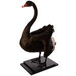 Настоящее чучело черного лебедя Black Swan варинант исполнения - 2 | Loft Concept в Брянске