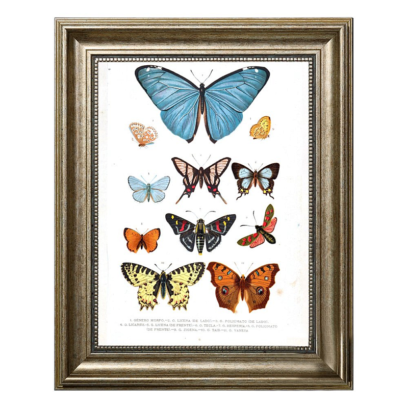 Постер Blue Butterfly Постер Blue Butterfly в Брянске | Loft Concept