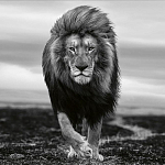 Книга Beusker. Look into my Eyes варинант исполнения - 7 | Loft Concept в Брянске