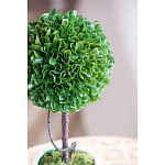 Декоративный искусственное растение Single boxwood варинант исполнения - 7 | Loft Concept в Брянске