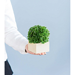 Декоративный искусственное растение Square boxwood варинант исполнения - 7 | Loft Concept в Брянске