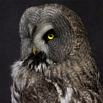 Чучело Совы таксидермия варинант исполнения - 2 | Loft Concept в Брянске