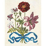 Книга цветов 22 постера Maria Sibylla Merian: 22 Pull-Out Posters варинант исполнения - 3 | Loft Concept в Брянске