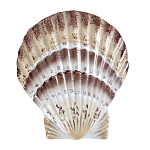 Фигурка из фарфора в виде ракушки морского гребешка Marine Tridacna варинант исполнения - 1 | Loft Concept в Брянске
