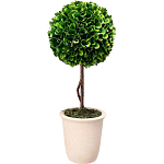 Декоративный искусственное растение Single boxwood варинант исполнения - 1 | Loft Concept в Брянске