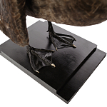 Настоящее чучело черного лебедя Black Swan варинант исполнения - 4 | Loft Concept в Брянске