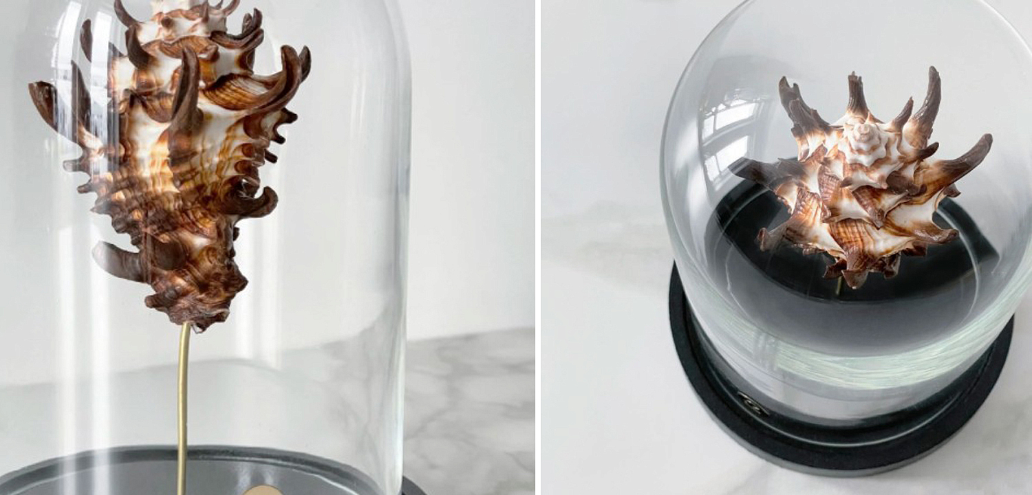 Статуэтка Vasum Tubiferum Glass Cloche Статуэтка Vasum Tubiferum Glass Cloche - Loft-Concept в Брянске