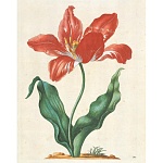 Книга цветов 22 постера Maria Sibylla Merian: 22 Pull-Out Posters варинант исполнения - 5 | Loft Concept в Брянске