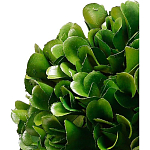 Декоративный искусственное растение Square boxwood варинант исполнения - 2 | Loft Concept в Брянске