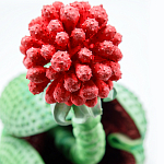 Дизайнерская статуэтка для интерьера Tropical Fruit Pandora 16 варинант исполнения - 1 | Loft Concept в Брянске