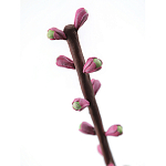 Статуэтка тропический фрукт Pandora Tropical Fruit Tall Pink Green варинант исполнения - 1 | Loft Concept в Брянске