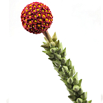 Статуэтка тропический фрукт  Tropical Fruit High Orange варинант исполнения - 2 | Loft Concept в Брянске