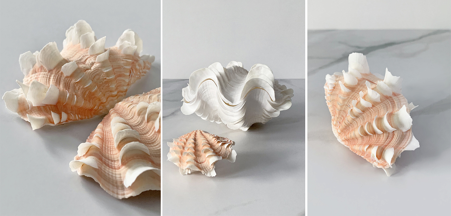 Статуэтка Tridacna Shell XS Статуэтка Tridacna Shell XS - Loft-Concept в Брянске