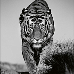 Книга Beusker. Look into my Eyes варинант исполнения - 6 | Loft Concept в Брянске