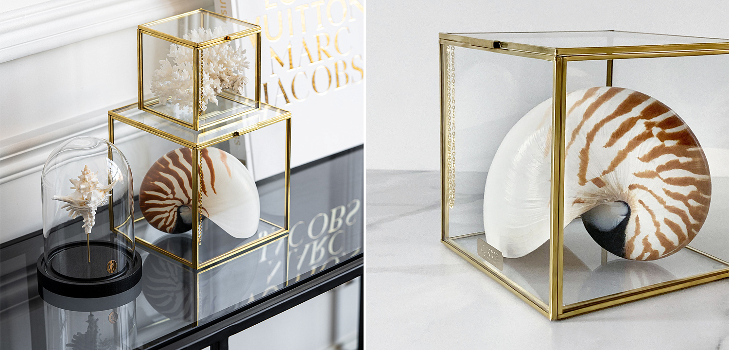 Статуэтка Nautilus Pompilius Glass Box M Статуэтка Nautilus Pompilius Glass Box M - Loft-Concept в Брянске
