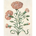 Книга цветов 22 постера Maria Sibylla Merian: 22 Pull-Out Posters варинант исполнения - 4 | Loft Concept в Брянске